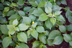 Capsicum rhomboideum