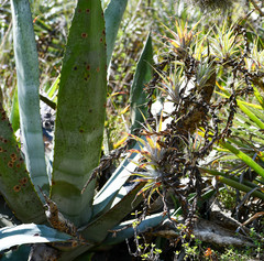 Agave cordillerensis