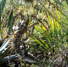 Tillandsia secunda