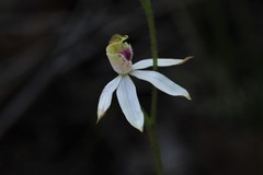 Caladenia gracilis