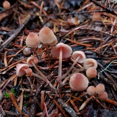 Mycena monticola