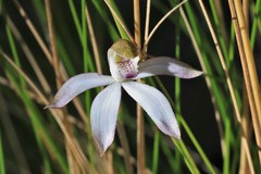 Caladenia gracilis