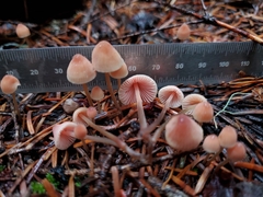 Mycena monticola