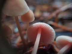 Mycena monticola