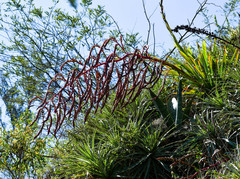 Tillandsia secunda