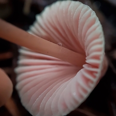 Mycena monticola