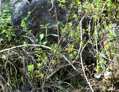 Clinopodium tomentosum