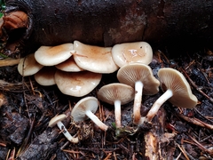 Pholiota decorata