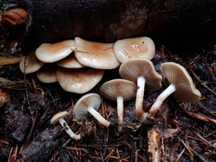 Pholiota decorata