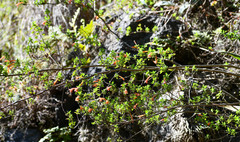 Clinopodium tomentosum
