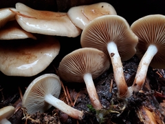 Pholiota decorata