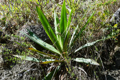 Furcraea andina