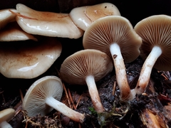 Pholiota decorata