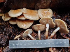 Pholiota decorata