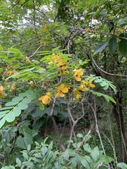 Senna surattensis