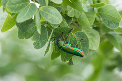 Sternocera aequisignata