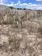 Enneapogon desvauxii