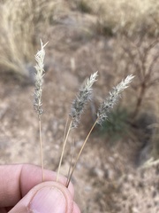 Enneapogon desvauxii