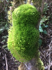 Leptostomum macrocarpum