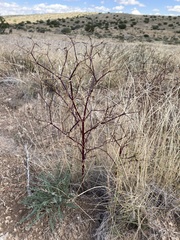 Dicranocarpus parviflorus