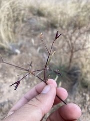 Dicranocarpus parviflorus