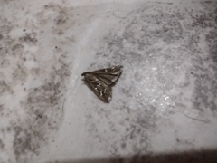 Loxostege sticticalis