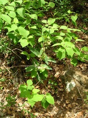 Asclepias auriculata