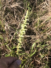 Spiranthes praecox