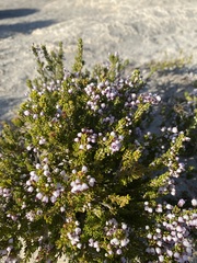 Erica manipuliflora