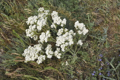 Crambe aspera