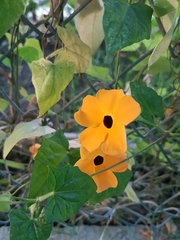 Thunbergia alata
