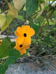 Thunbergia alata