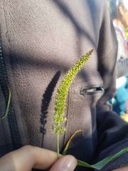 Setaria viridis major