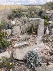 Eriogonum havardii