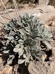 Eriogonum havardii