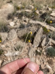 Eriogonum havardii