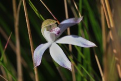Caladenia gracilis