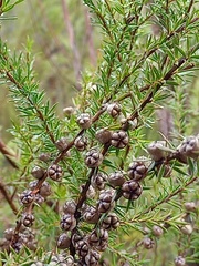 Leptospermum juniperinum