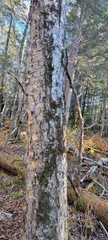 Acer ukurunduense