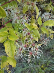 Clematis vitalba
