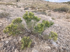 Nama carnosa