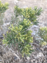Nama carnosa