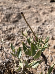 Acleisanthes lanceolata