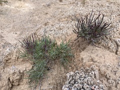 Nerisyrenia linearifolia