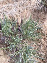 Nerisyrenia linearifolia