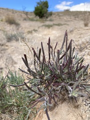Nerisyrenia linearifolia