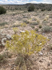 Sartwellia flaveriae