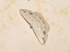 Scopula pulchellata agg