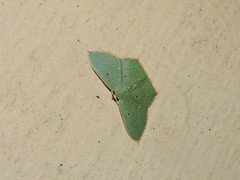 Cyclothea disjuncta