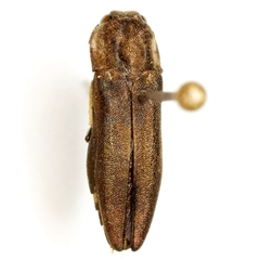 Agrilus obtusus